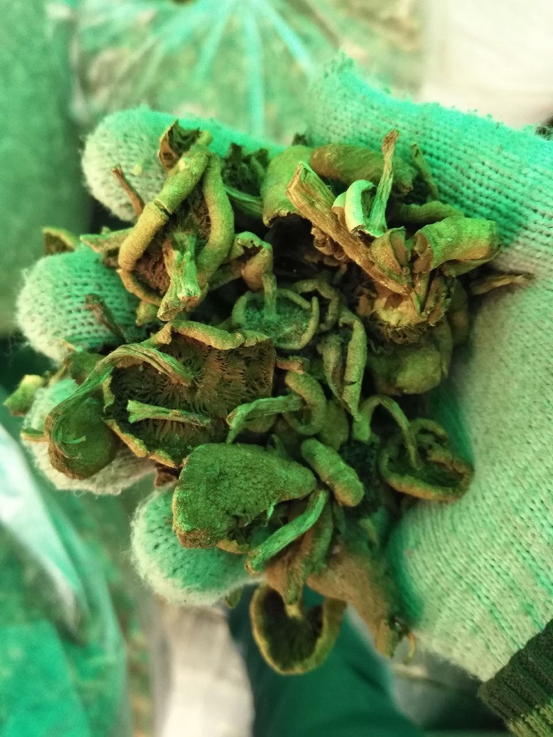 野生蘑菇价格便宜