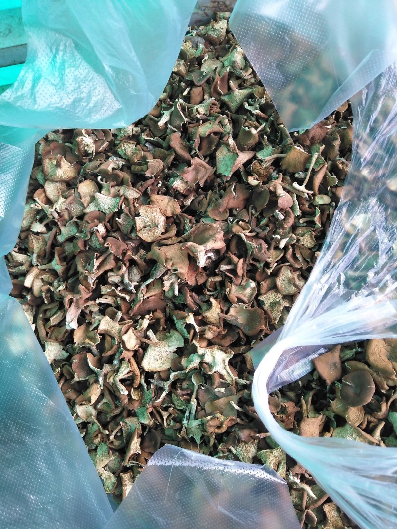 野生蘑菇价格便宜