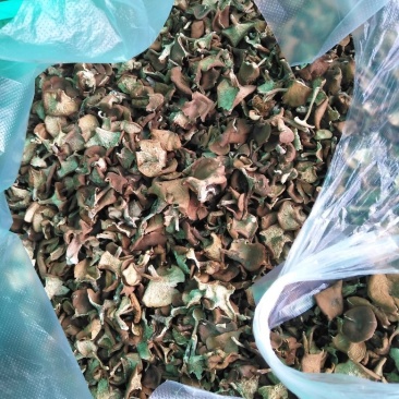 野生蘑菇价格便宜