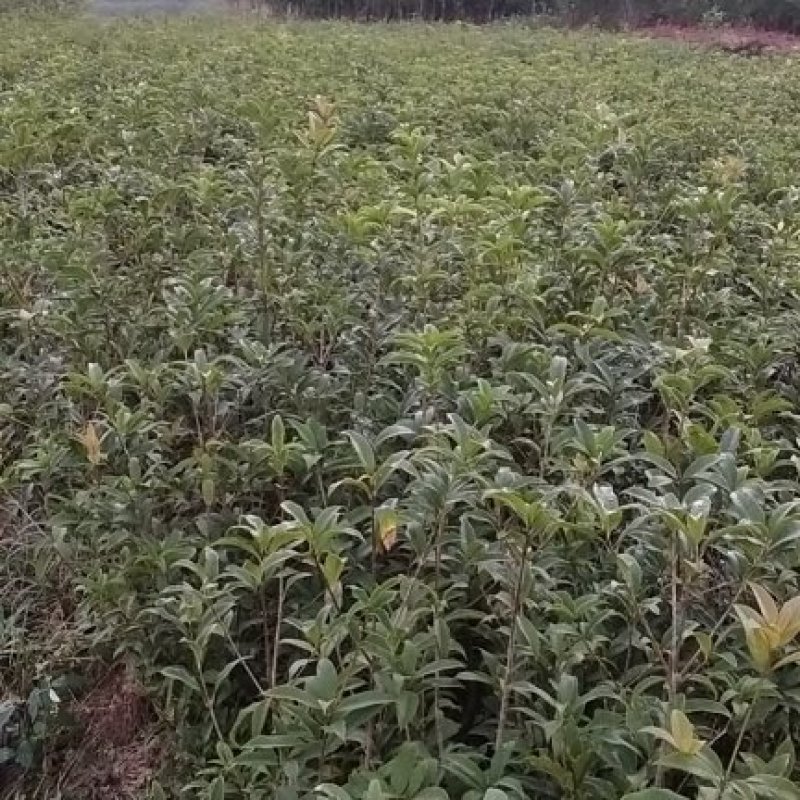 自家八月桂丹桂四季桂各种工程小苗自产自销
