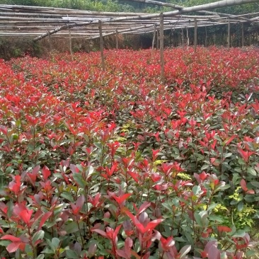 自家八月桂丹桂四季桂各种工程小苗自产自销