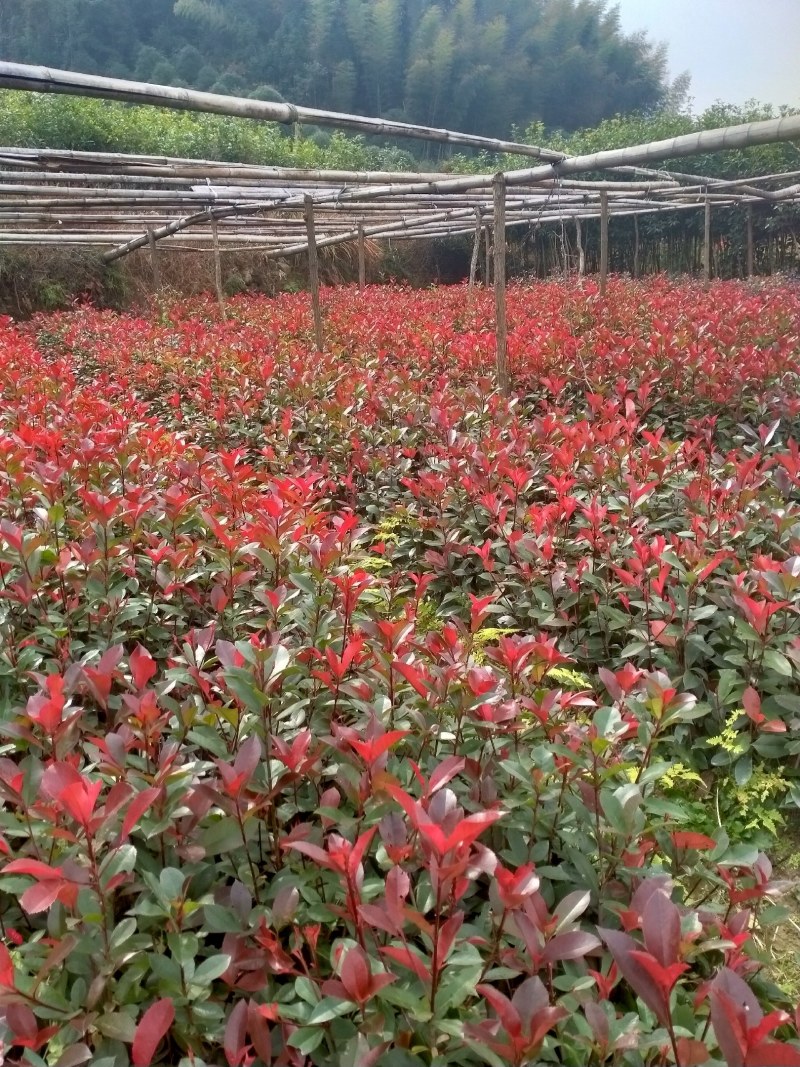 自家八月桂丹桂四季桂各种工程小苗自产自销
