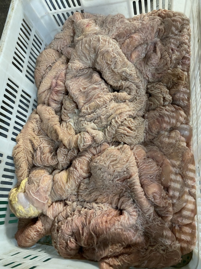 鲜板肠，马板肠，活马现杀的当天新货，优惠中！