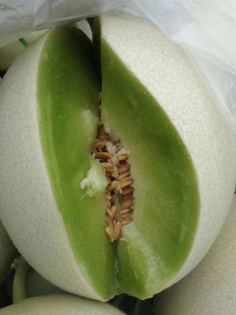 玉菇甜瓜浙江台州自然成熟的高熟度1.2～4斤