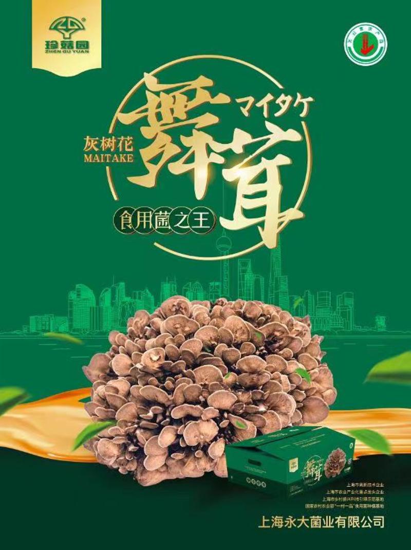 上海灰树花舞茸生产基地招区域代理