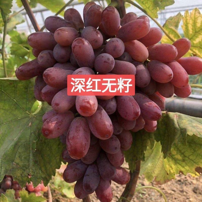 深红无籽葡萄苗(长克瑞森，比克伦生早熟20天甜长粒无核)