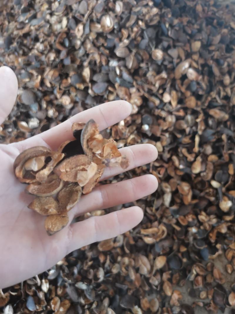 茶子壳