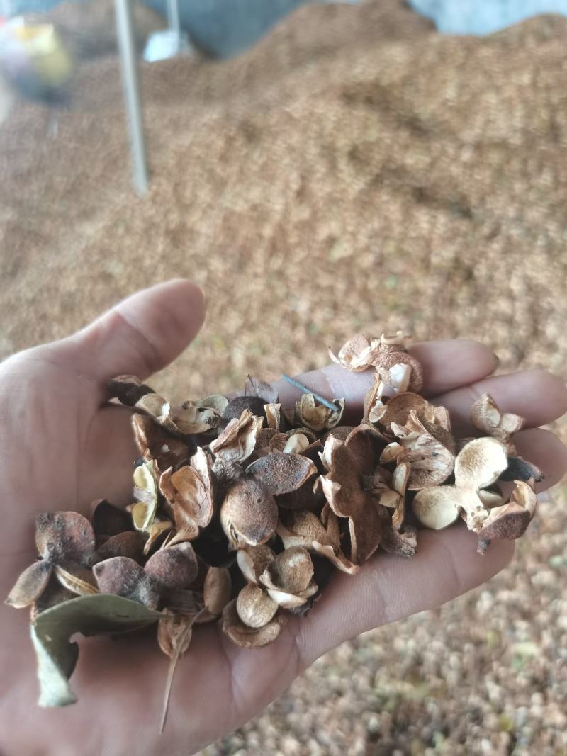 茶子壳