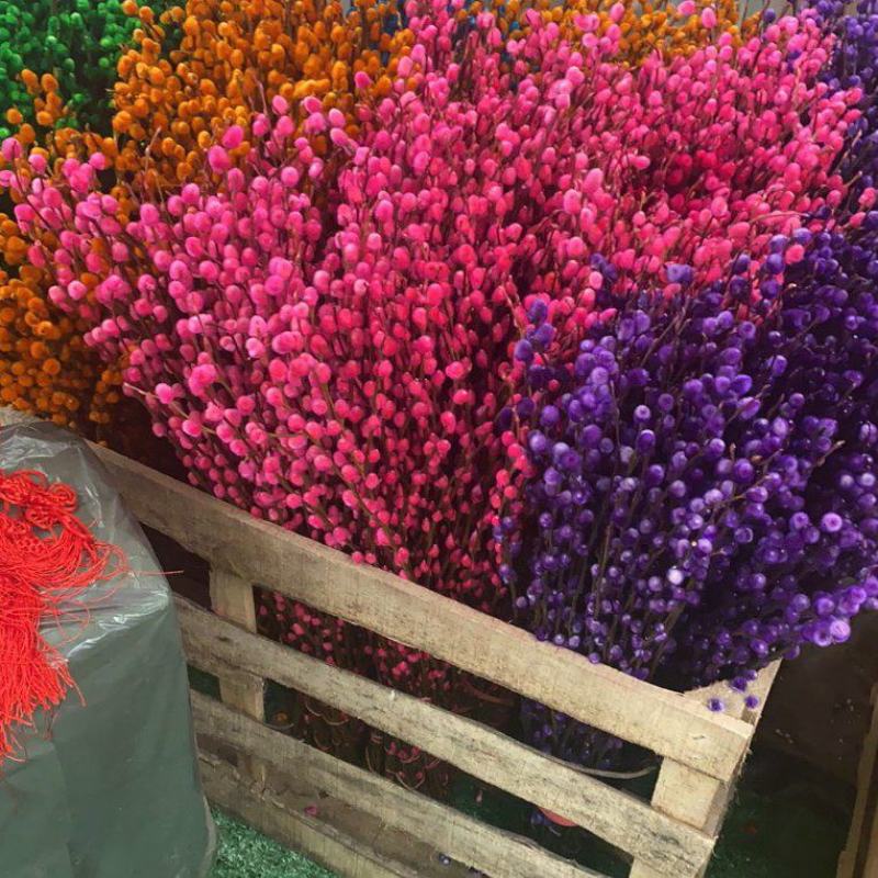 银柳真花鲜枝年宵花红色银柳干花耐寒盆栽水培花卉易活植物室
