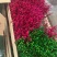 银柳真花鲜枝年宵花红色银柳干花耐寒盆栽水培花卉易活植物室