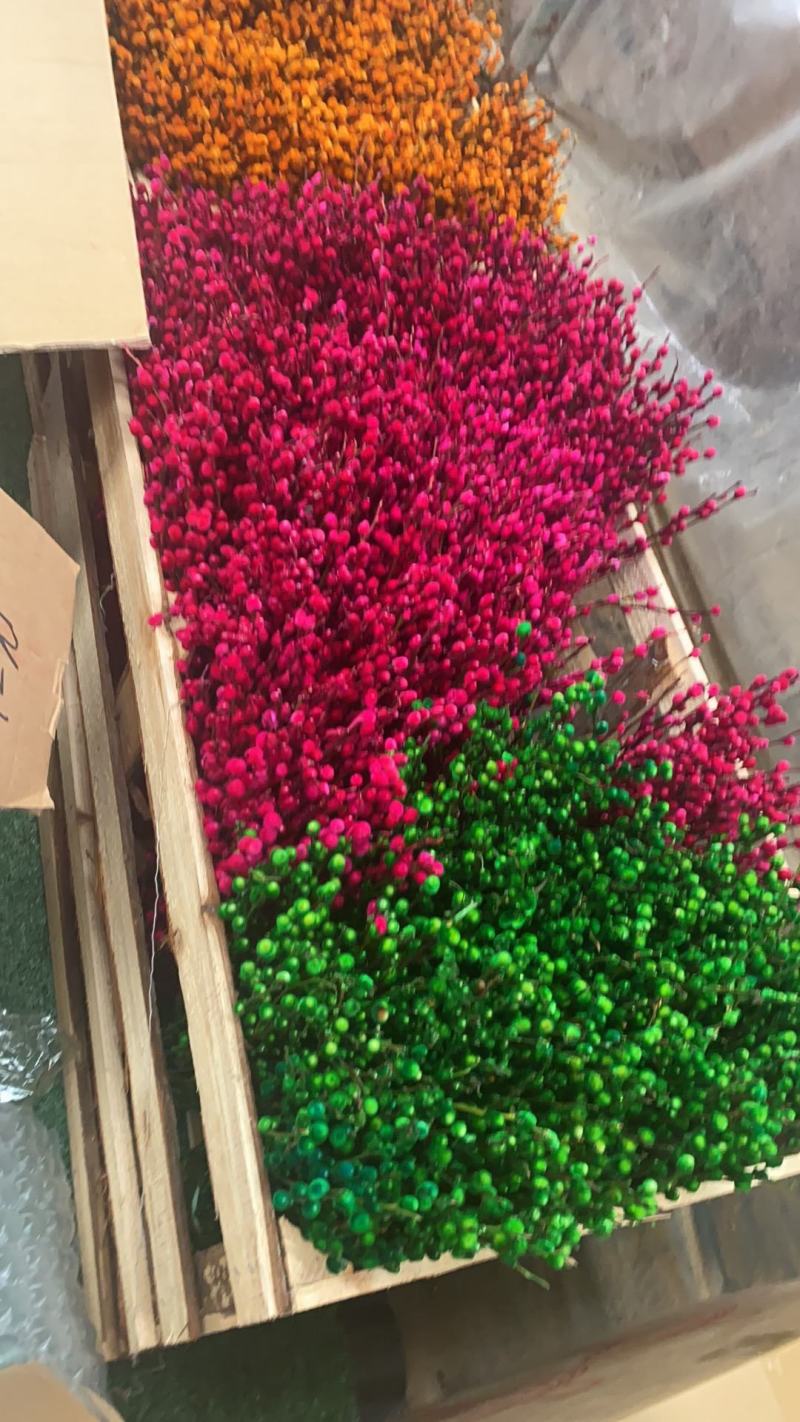 银柳真花鲜枝年宵花红色银柳干花耐寒盆栽水培花卉易活植物室