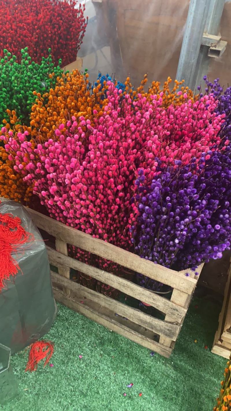 银柳真花鲜枝年宵花红色银柳干花耐寒盆栽水培花卉易活植物室