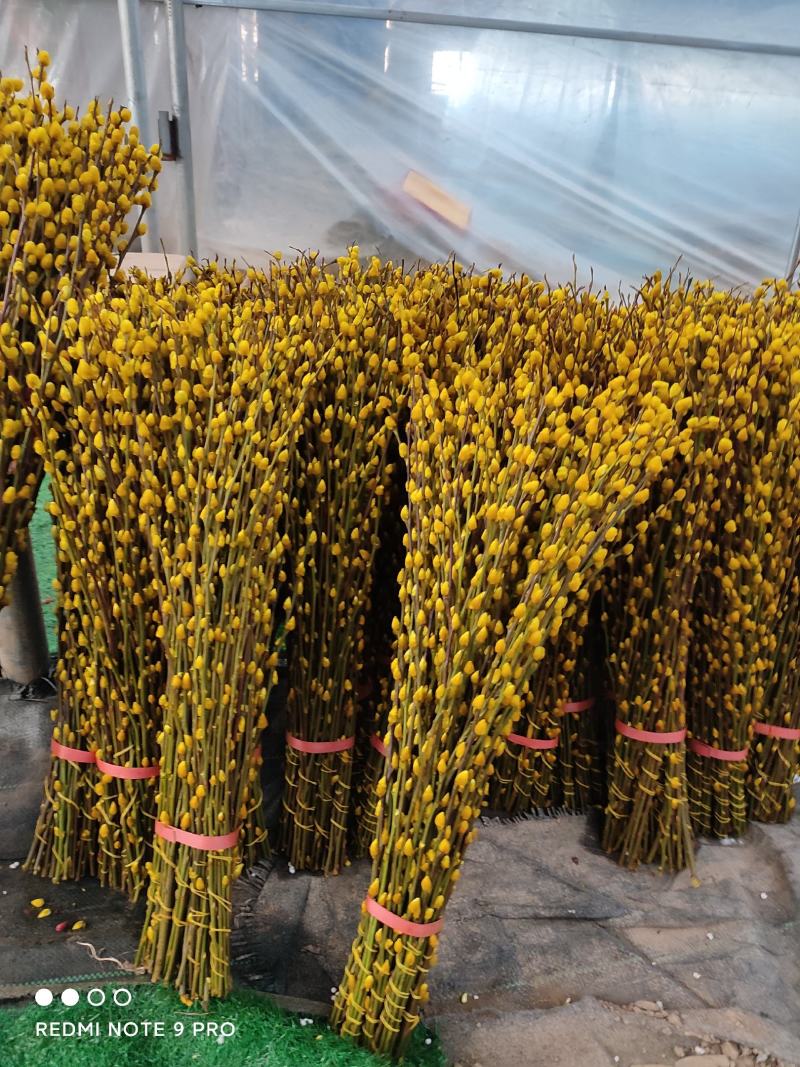 银柳真花鲜枝年宵花红色银柳干花耐寒盆栽水培花卉易活植物室