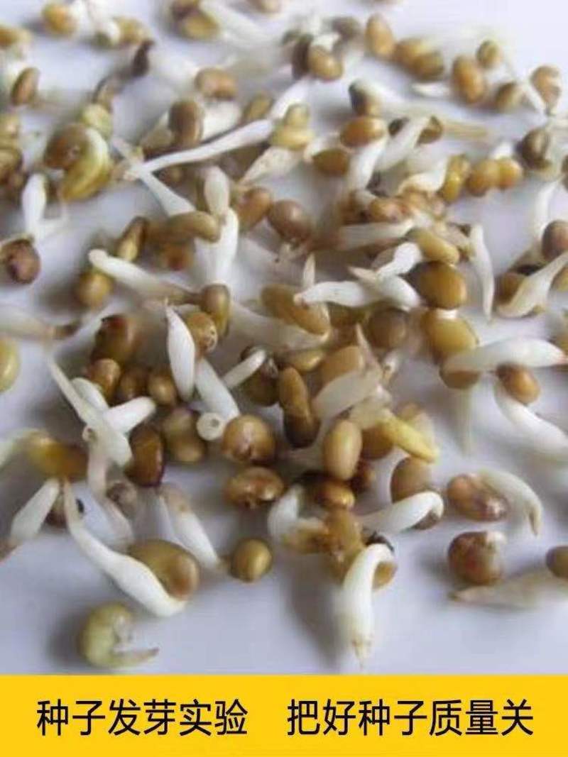 红皮甘草种子纯新种子发芽率高95%以上耐寒耐干旱