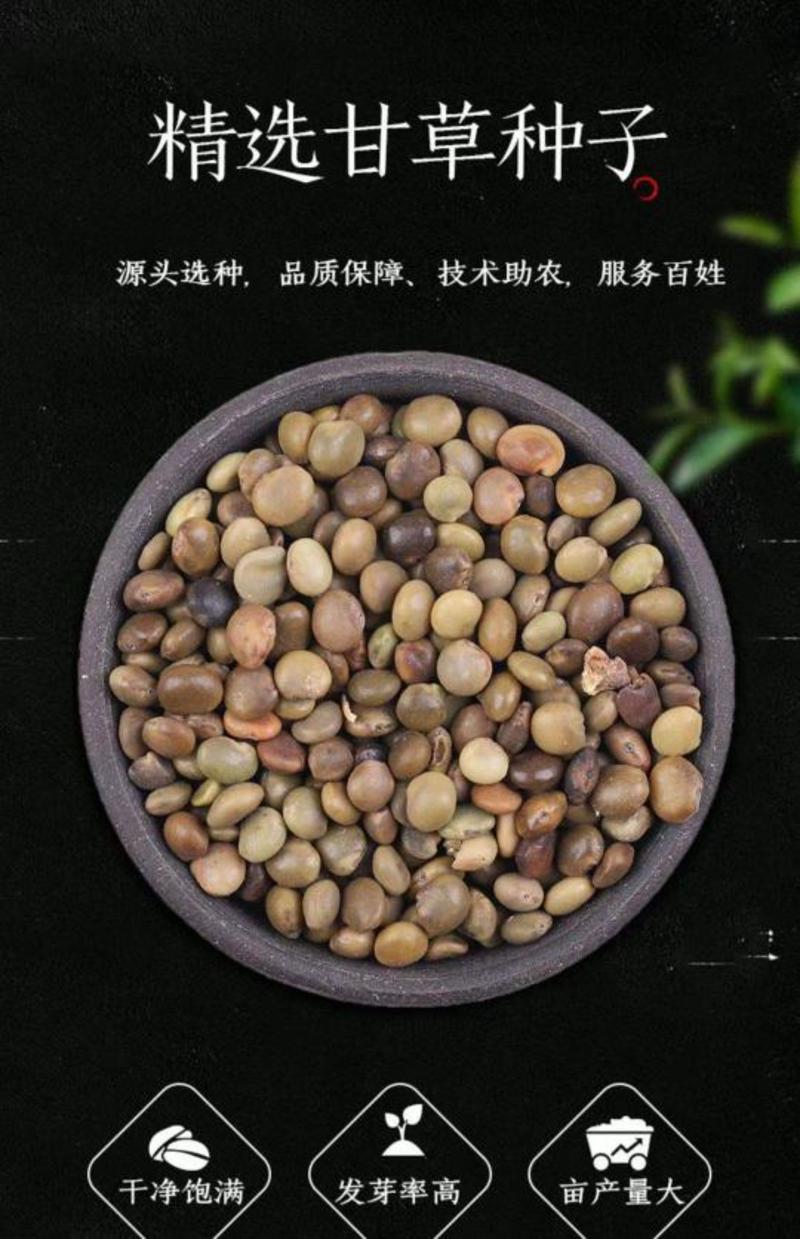 红皮甘草种子纯新种子发芽率高95%以上耐寒耐干旱