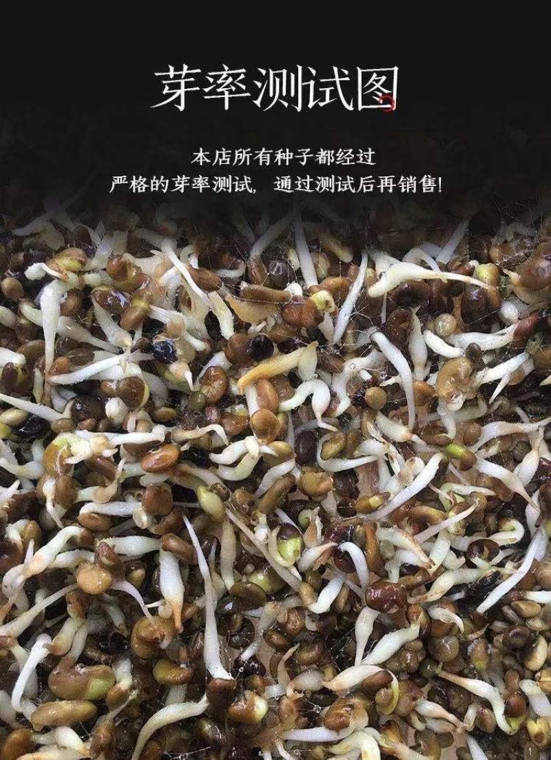 红皮甘草种子纯新种子发芽率高95%以上耐寒耐干旱