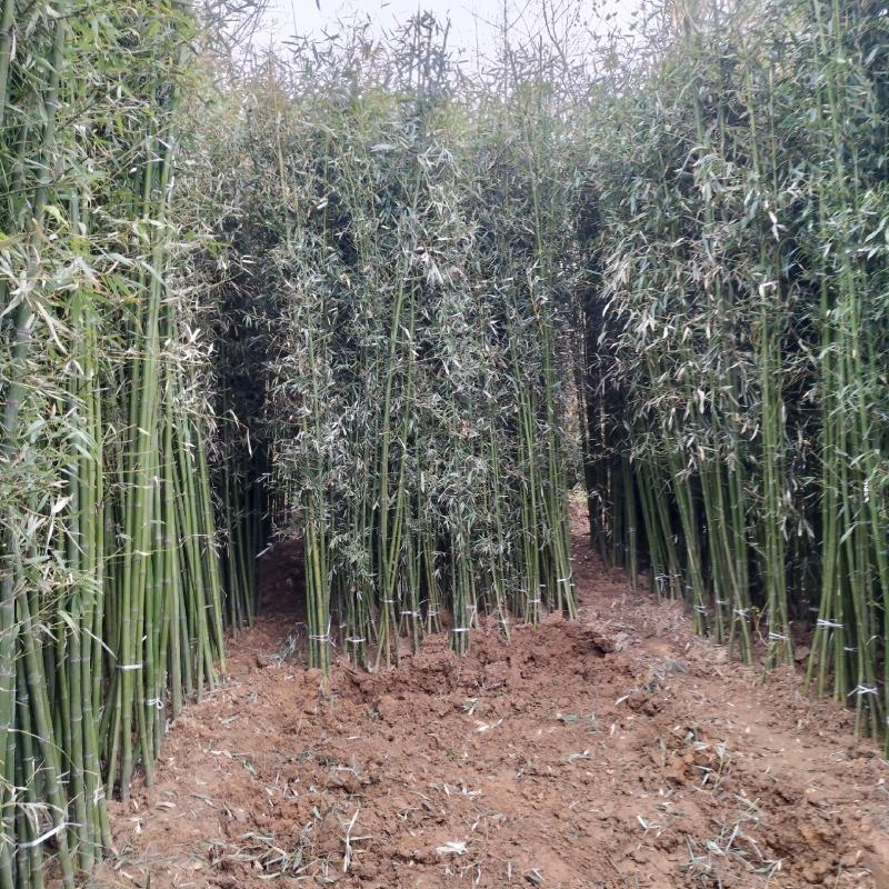 江苏省宿迁市沭阳县凤里绿化苗木基地直发无中间商