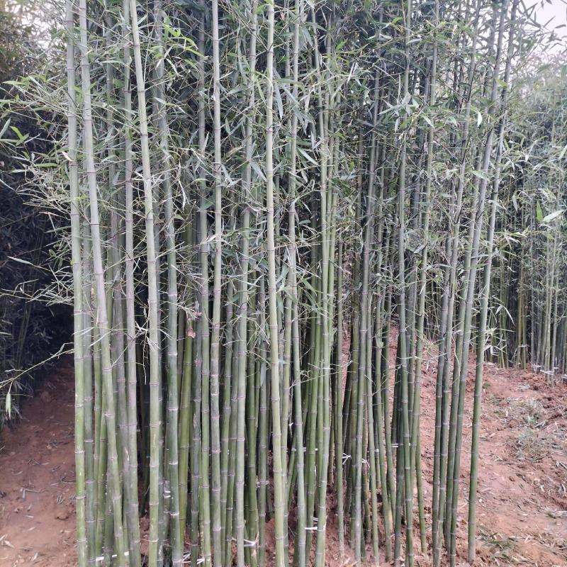 江苏省宿迁市沭阳县凤里绿化苗木基地直发无中间商