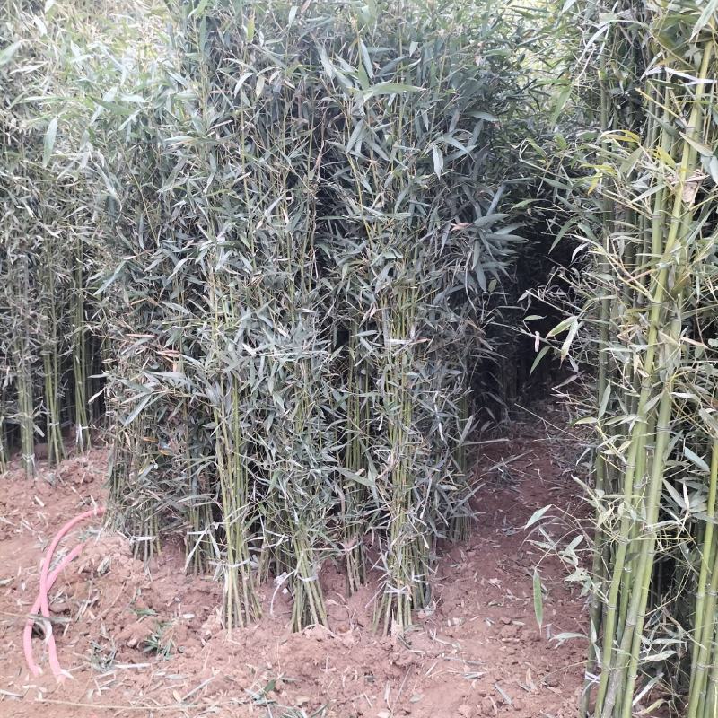江苏省宿迁市沭阳县凤里绿化苗木基地直发无中间商
