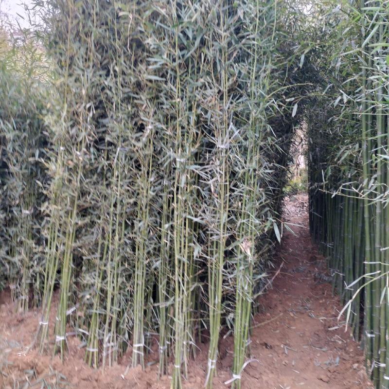 江苏省宿迁市沭阳县凤里绿化苗木基地直发无中间商