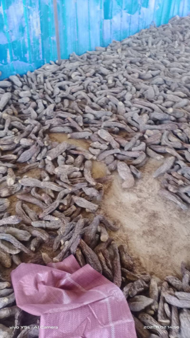 新货管花肉苁蓉新疆和田大芸寸芸直发包邮批发特产