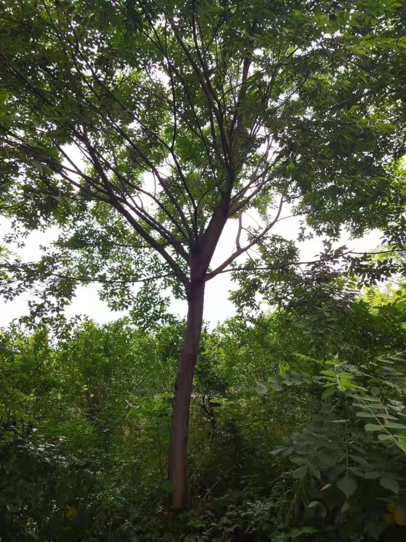 自家基地有各种精品朴树丛生朴树，质量好价格优惠。