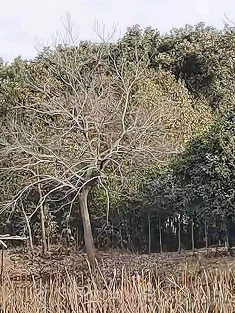 自家基地有各种精品朴树丛生朴树，质量好价格优惠。