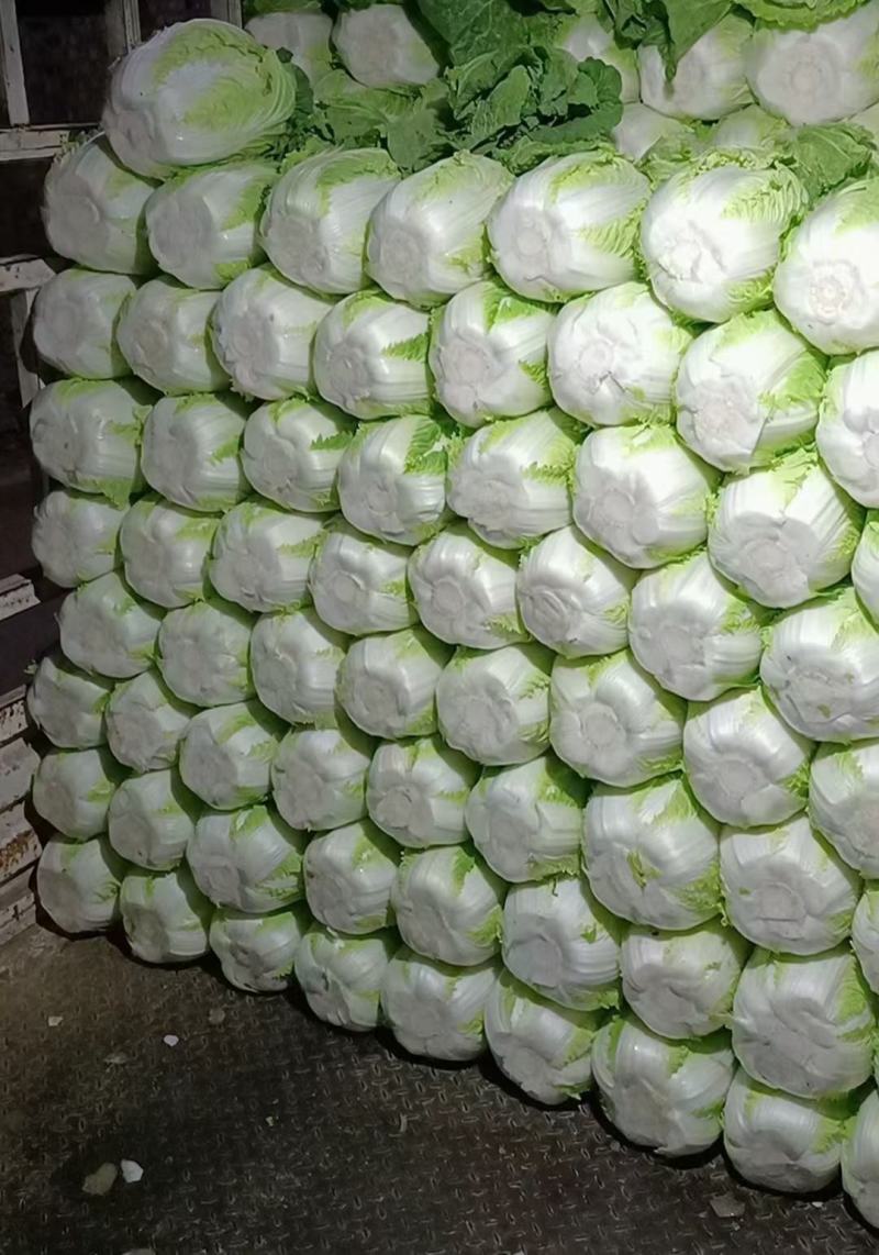 山西稷山县精品黄心大白菜产地发货质量保证