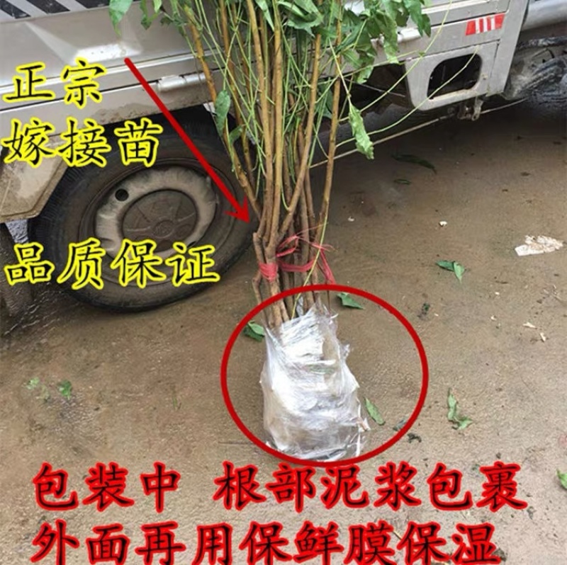 沂蒙霜红晚熟冬桃苗口感脆甜离核耐储存易运输