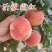 沂蒙霜红晚熟冬桃苗口感脆甜离核耐储存易运输