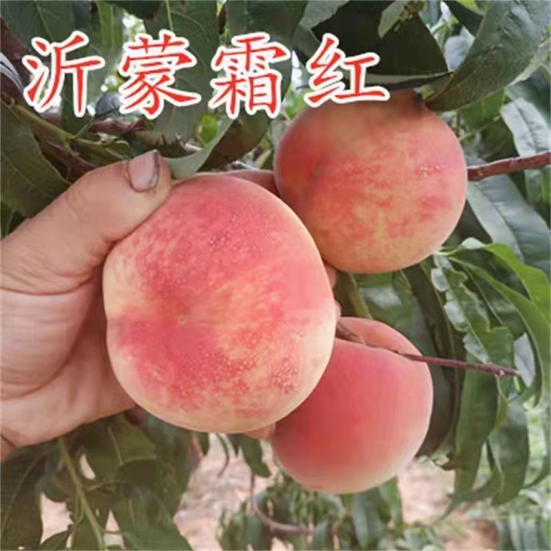 沂蒙霜红晚熟冬桃苗口感脆甜离核耐储存易运输