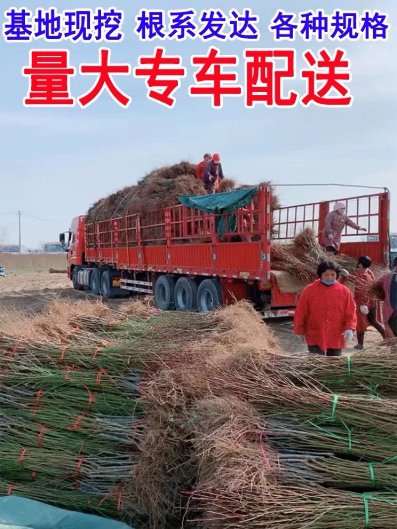 沂蒙霜红晚熟冬桃苗口感脆甜离核耐储存易运输