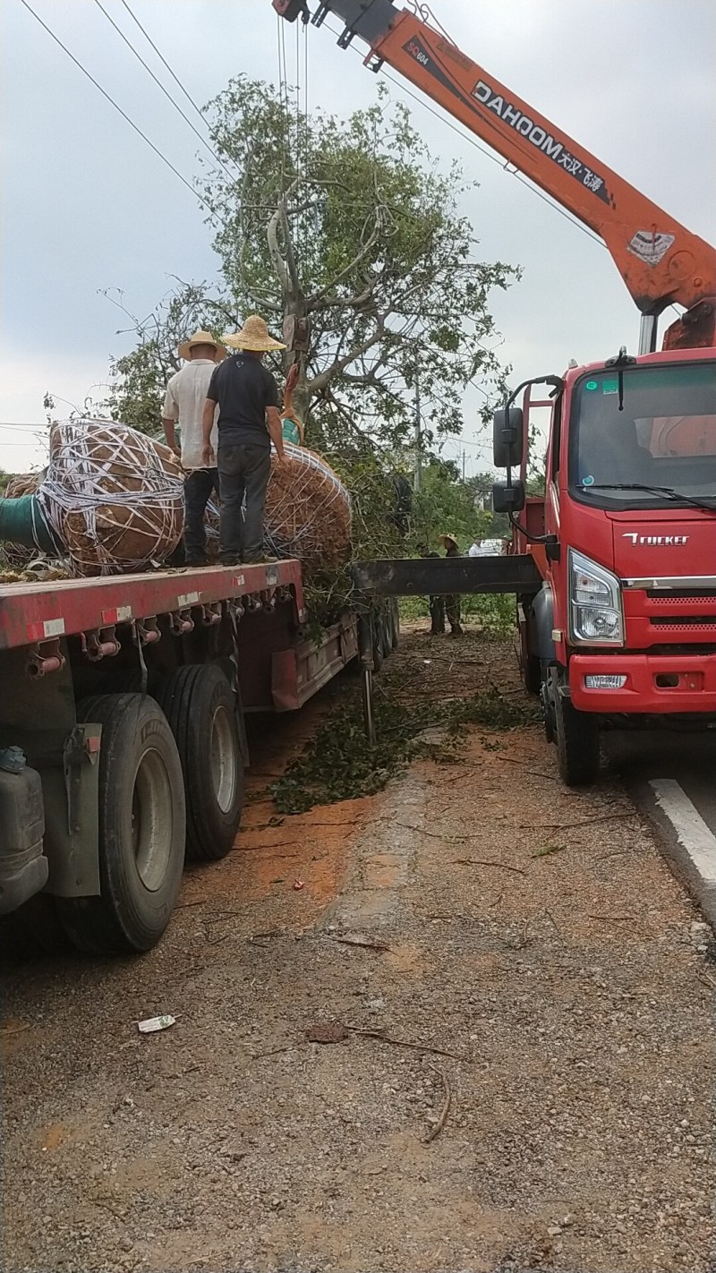 自家基地有各种精品朴树丛生朴树，质量好价格优惠。