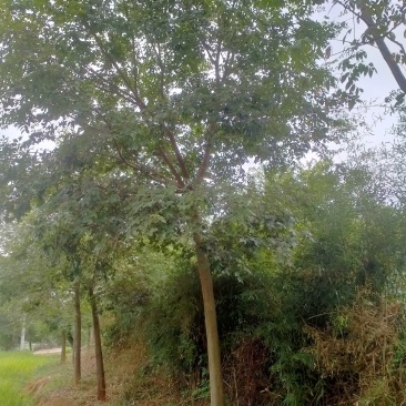 自家基地有各种精品朴树丛生朴树，质量好价格优惠。