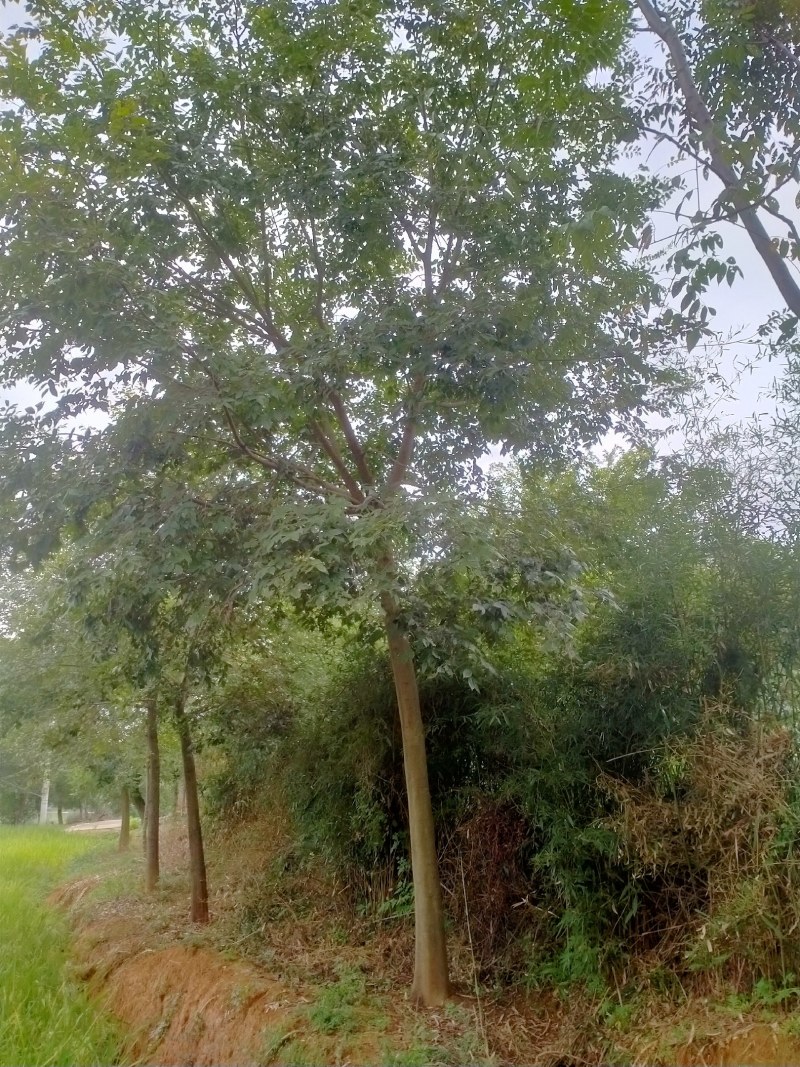 自家基地有各种精品朴树丛生朴树，质量好价格优惠。