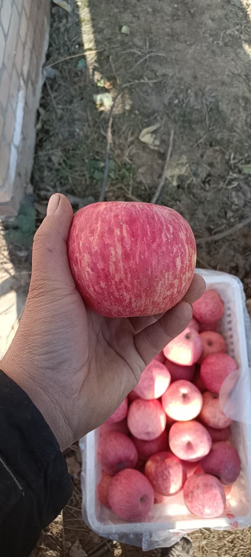 正宗洛川苹果