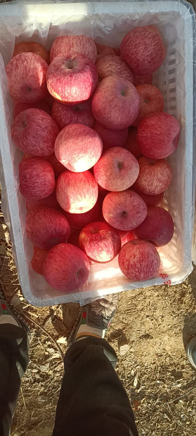 正宗洛川苹果