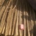 临漳铁棍山药2021.12.15