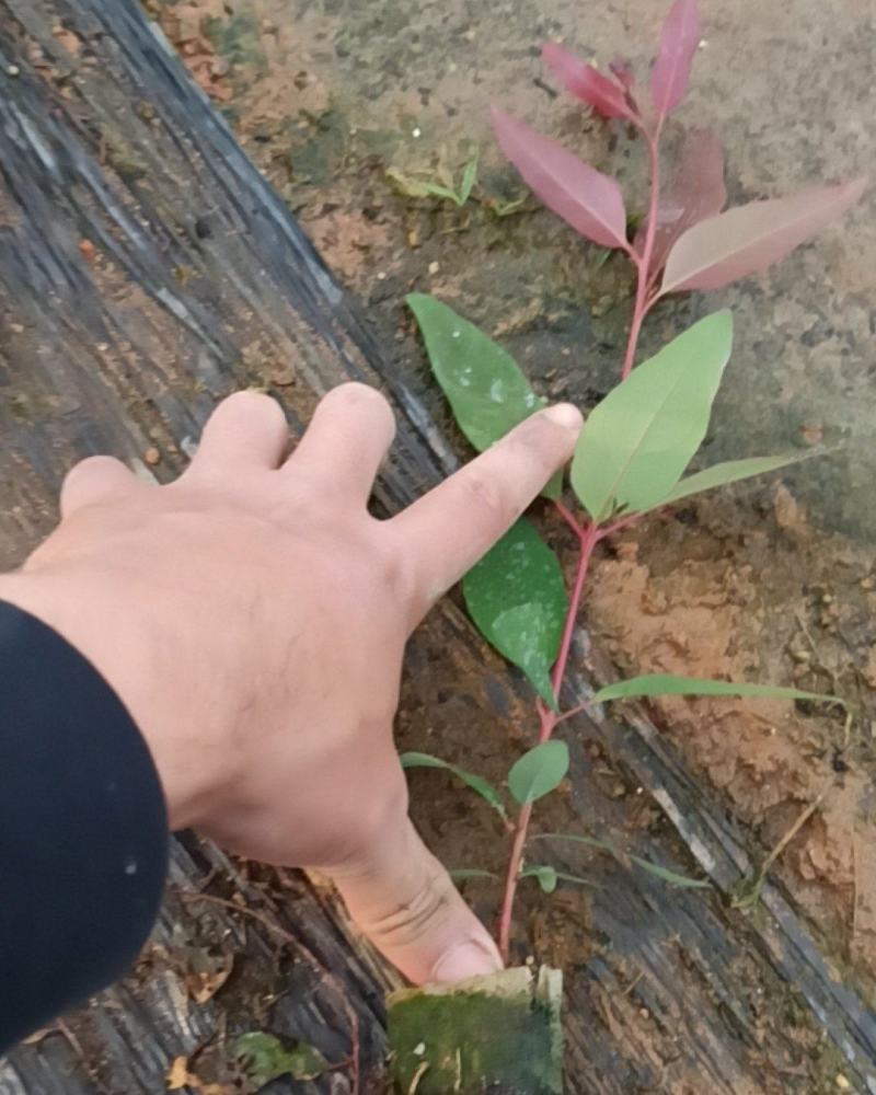 速生桉树苗，广九，3229，2617到25