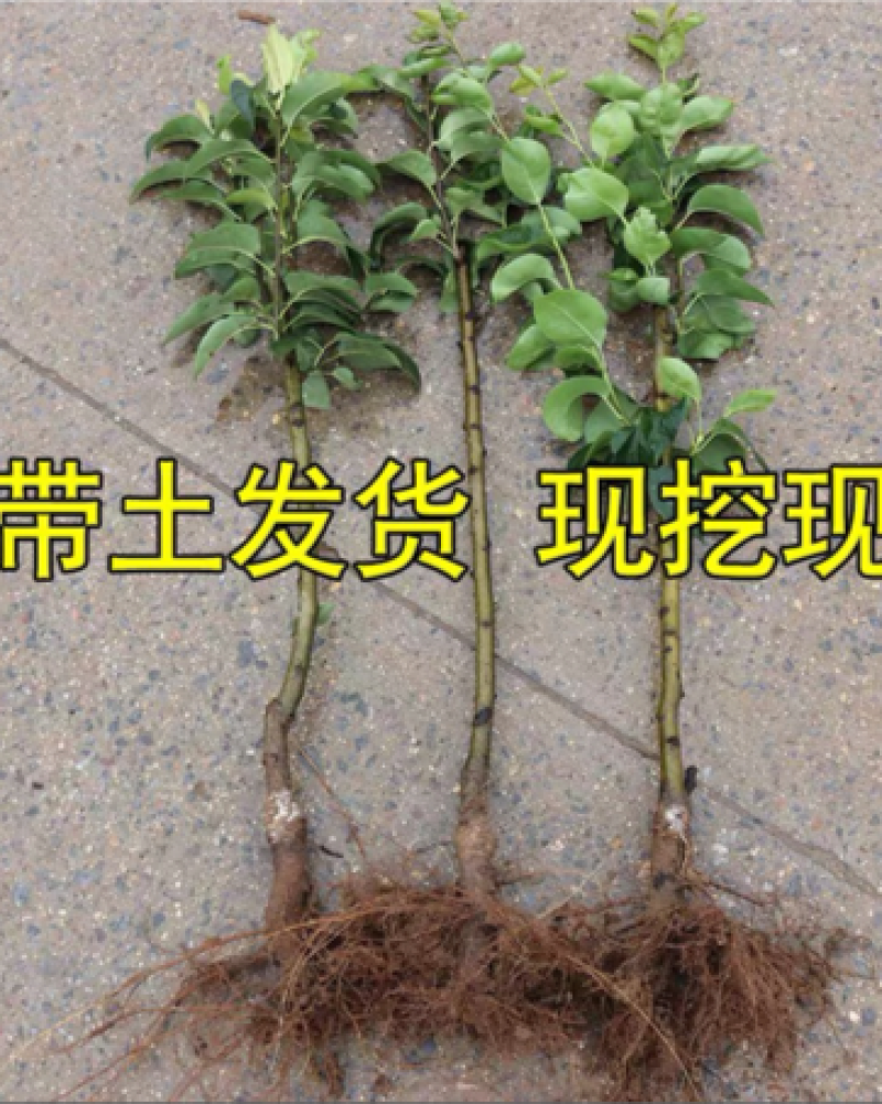 【包存活】黄金梨树苗，高产挂果多汁多味甜，南北均可种植