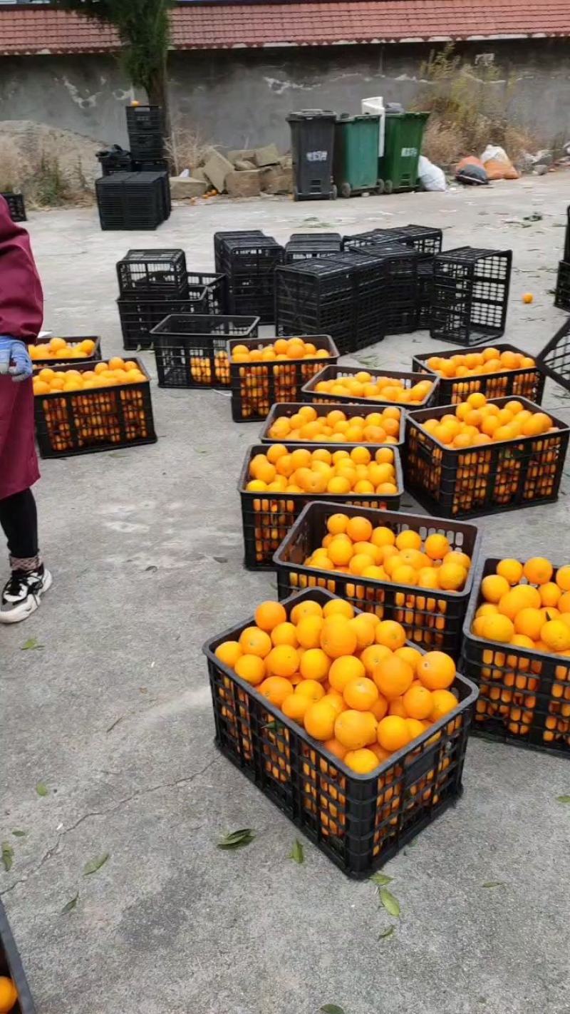 中华红橙秭归血橙脐橙皮薄肉厚自然成熟人工挑选诚信欢迎抢购！
