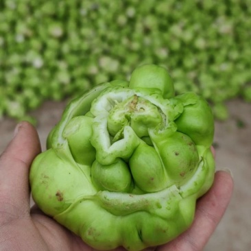 新鲜榨菜市场，对接电商，超市，食堂，工厂