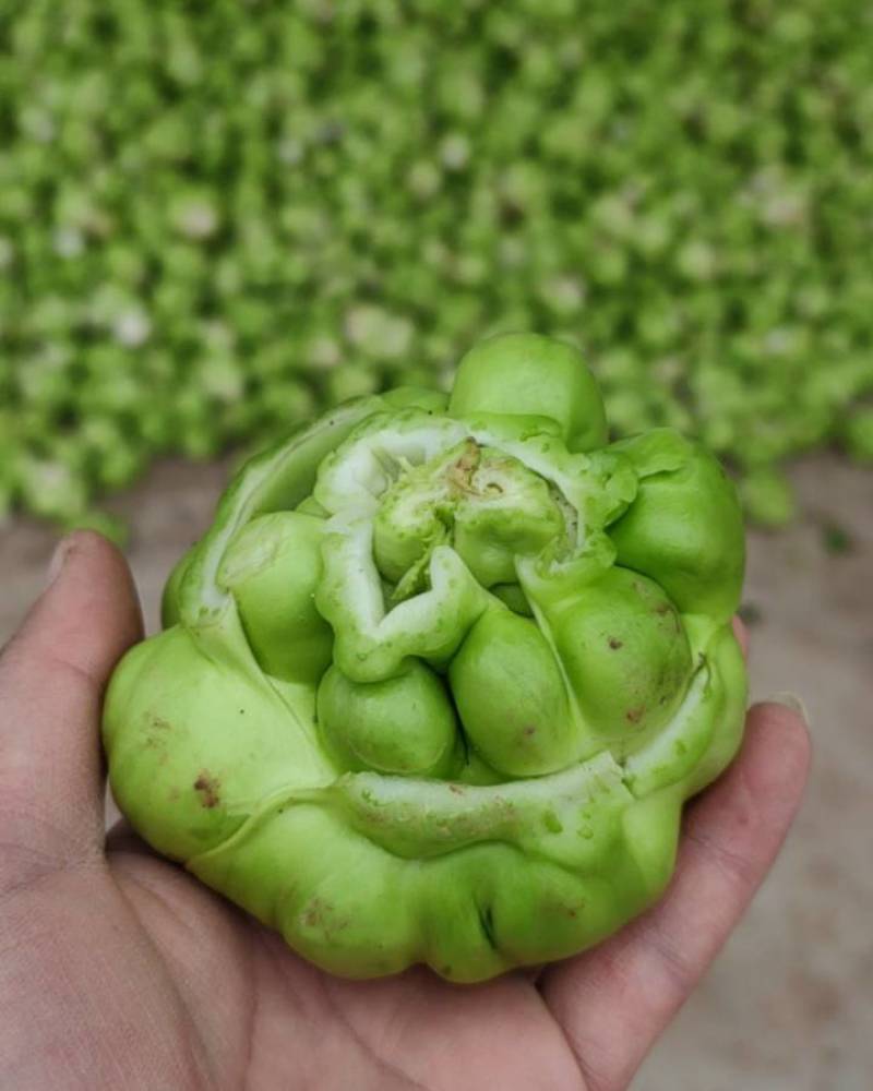 新鲜榨菜市场，对接电商，超市，食堂，工厂