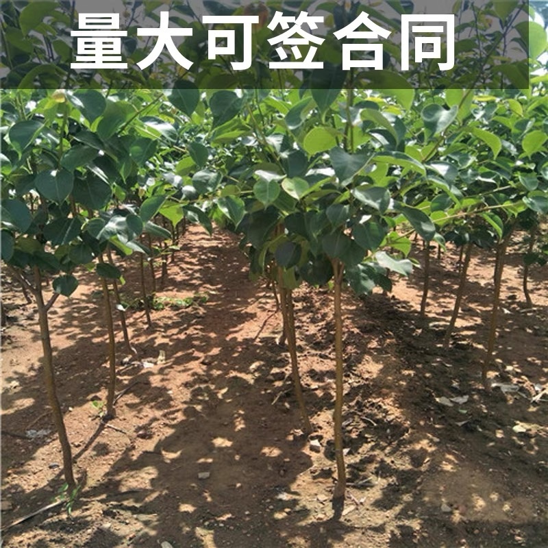 【现挖现发】翠冠梨苗，苗保证品种，提供技术服务