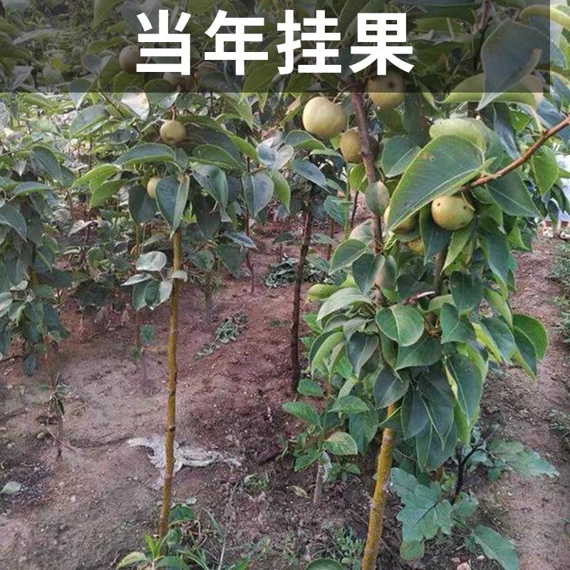 【现挖现发】翠冠梨苗，苗保证品种，提供技术服务