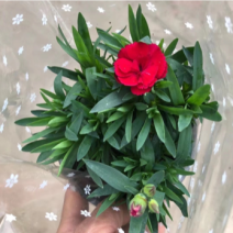 康乃馨上市了，各种颜色有货，需要老板联系