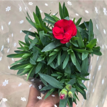 康乃馨上市了，各种颜色有货，需要老板联系