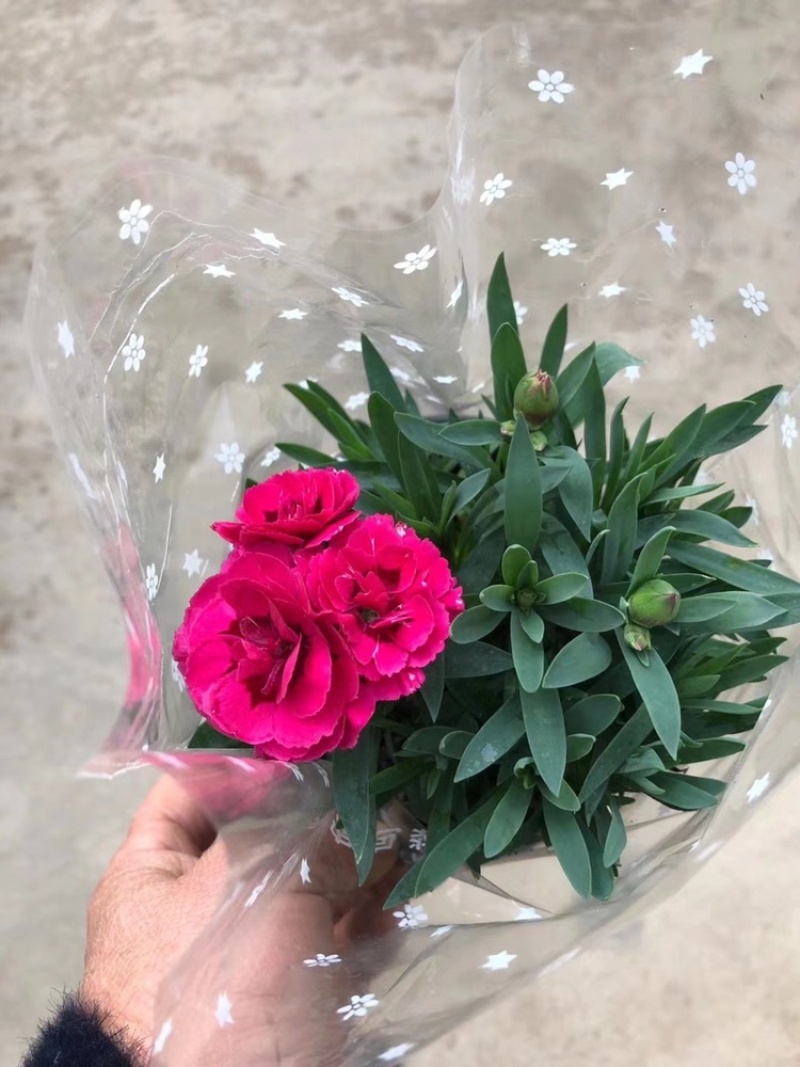 康乃馨上市了，各种颜色有货，需要老板联系