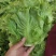 精品意大利生菜大量供应中，欢迎欢迎全国各地老板前来采购！
