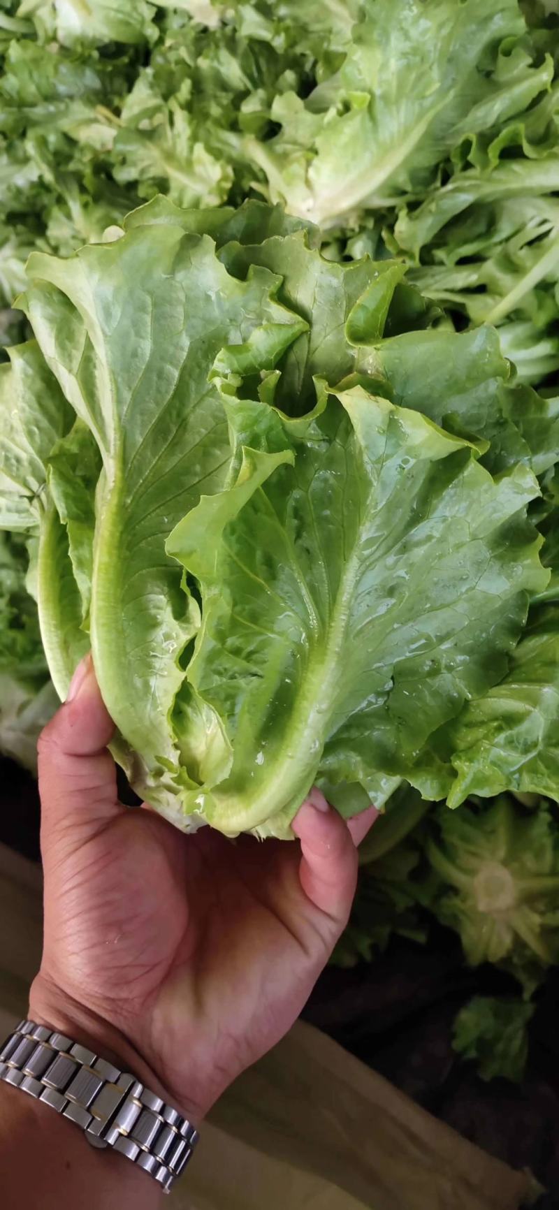 精品意大利生菜大量供应中，欢迎欢迎全国各地老板前来采购！